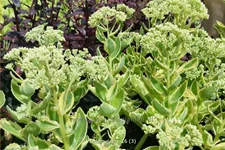 Sedum telephium 'Lajos'