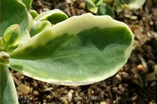 Sedum telephium 'Lajos'