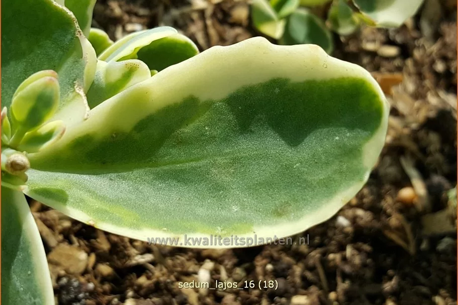 Sedum telephium 'Lajos'