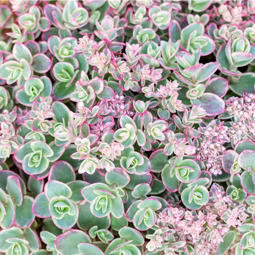 Sedum SunSparkler® 'Lime Twister'
