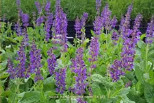 Salvia nemorosa 'Mainacht'