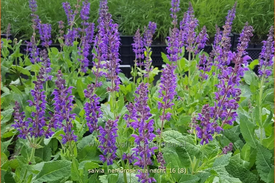 Salvia nemorosa 'Mainacht'