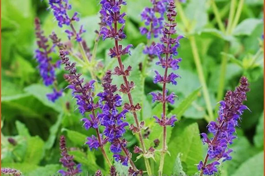 Salvia nemorosa 'Mainacht'