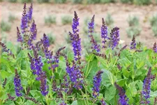 Salvia nemorosa 'Mainacht'