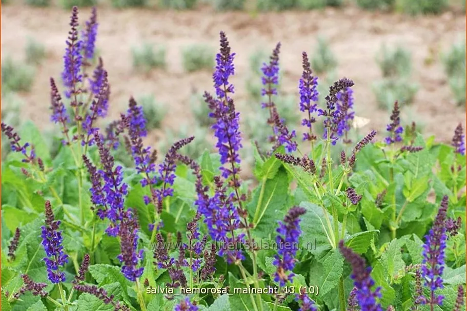 Salvia nemorosa 'Mainacht'