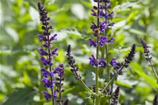 Salvia nemorosa 'Mainacht'