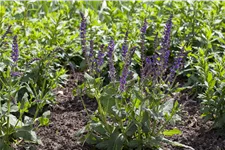 Salvia nemorosa 'Mainacht'