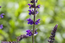 Salvia nemorosa 'Mainacht'