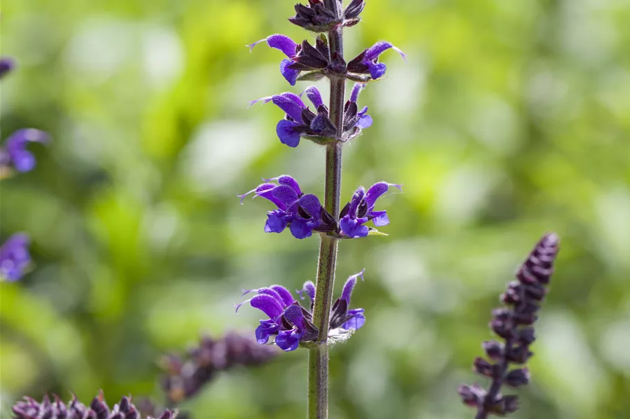 Salvia nemorosa 'Mainacht'