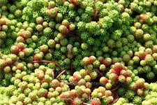 Sedum lydium