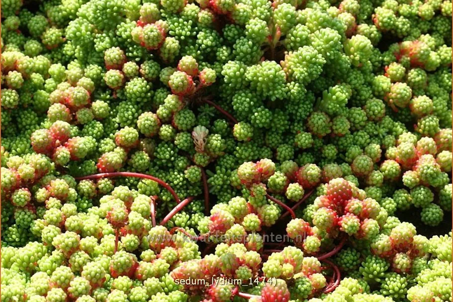 Sedum lydium