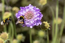 Scabiosa columbaria 'Mariposa Blue'