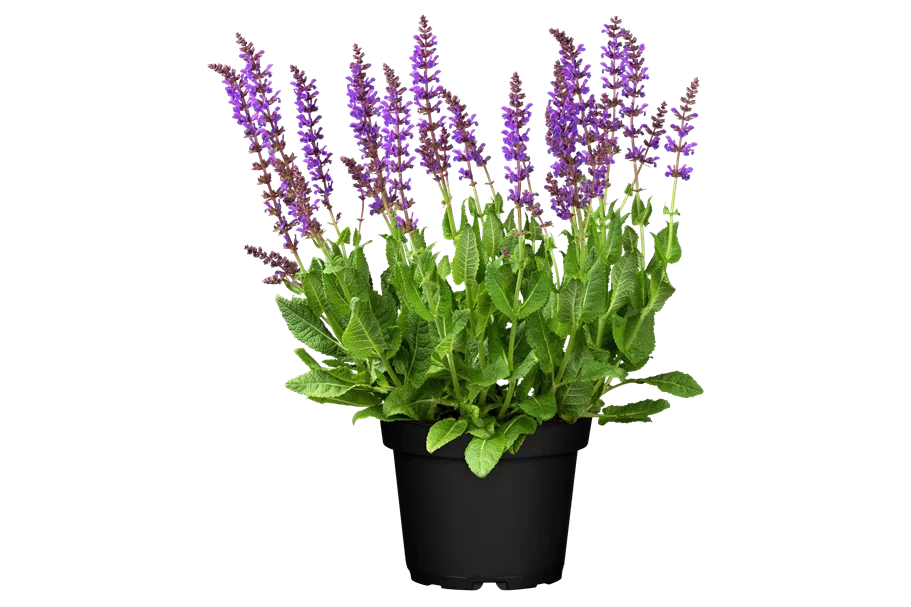 Salvia nemorosa 'Mainacht'