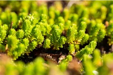 Sedum lydium