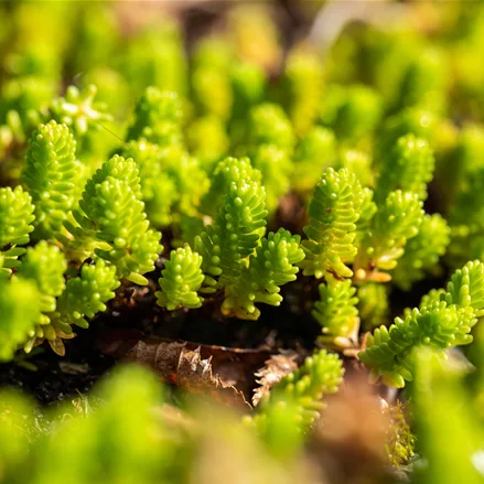 Sedum acre 'Yellow Queen'