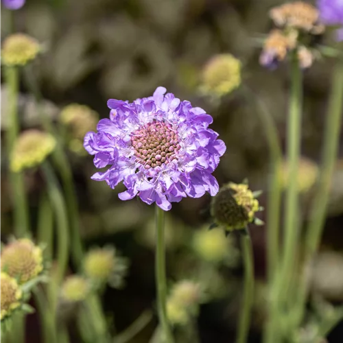 Scabiosa columbaria 'Mariposa Blue'
