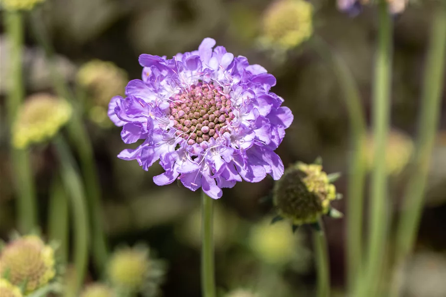 Scabiosa columbaria 'Mariposa Blue'