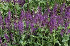 Salvia nemorosa 'Mainacht'
