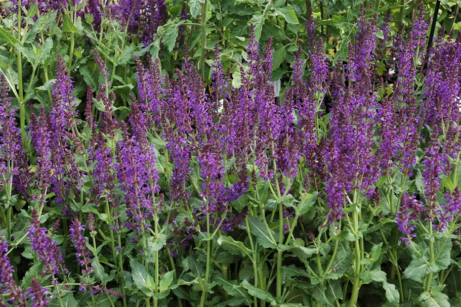 Salvia nemorosa 'Mainacht'