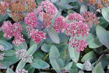 Sedum telephium 'Marina'