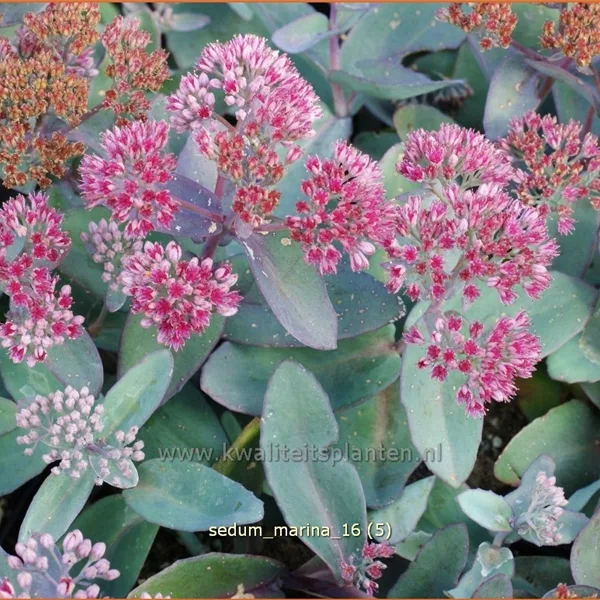 Sedum telephium 'Marina'