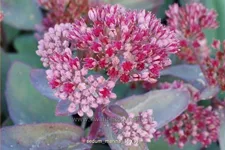 Sedum telephium 'Marina'