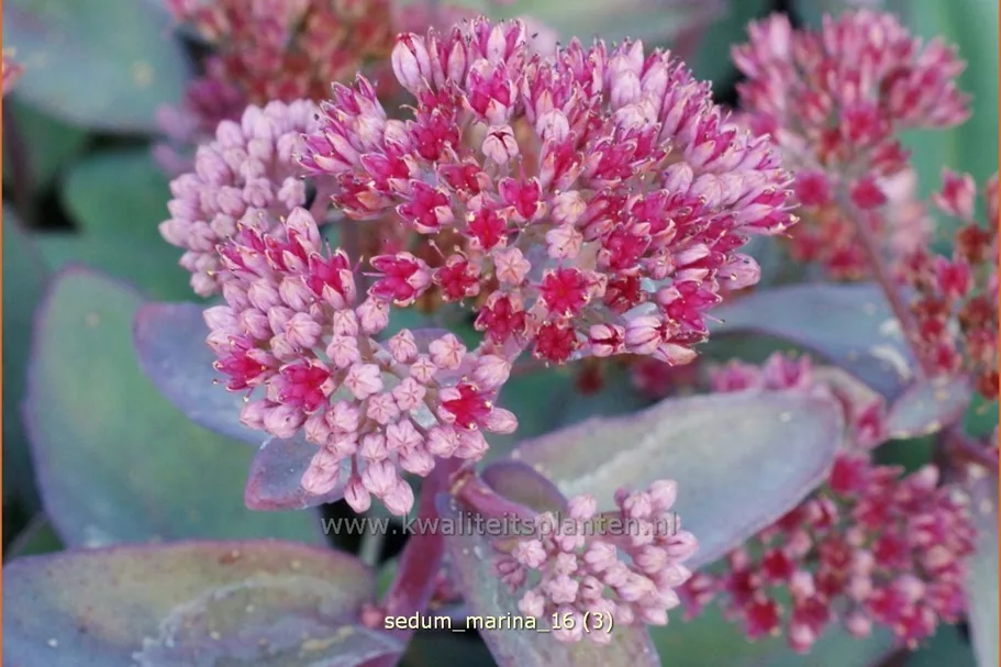 Sedum telephium 'Marina'