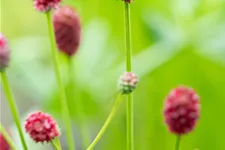 Sanguisorba officinalis 'Pink Tanna'