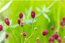 Sanguisorba officinalis 'Pink Tanna'