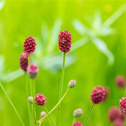 Sanguisorba officinalis 'Pink Tanna'