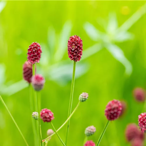 Sanguisorba officinalis 'Pink Tanna'