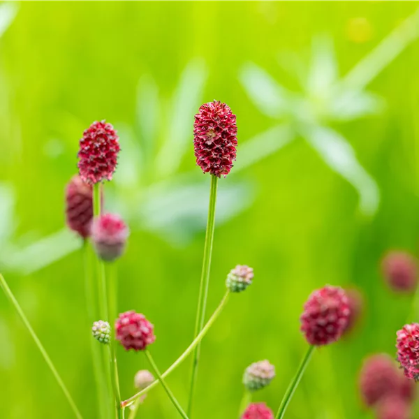 Sanguisorba officinalis 'Pink Tanna'