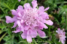 Scabiosa columbaria 'Pink Mist'