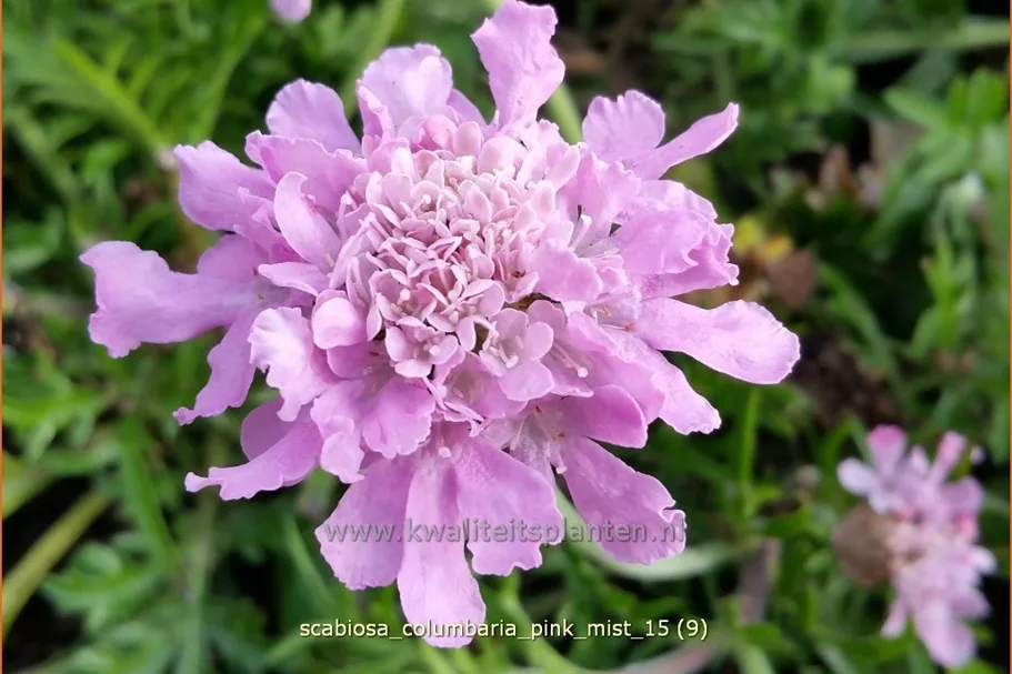 Scabiosa columbaria 'Pink Mist'