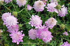 Scabiosa columbaria 'Pink Mist'