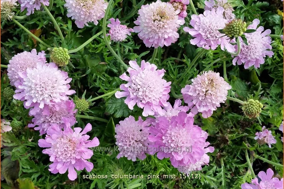 Scabiosa columbaria 'Pink Mist'