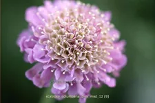 Scabiosa columbaria 'Pink Mist'