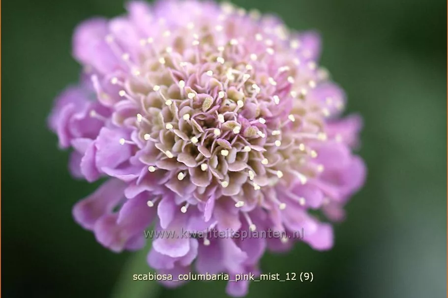 Scabiosa columbaria 'Pink Mist'