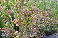 Sedum hybridum 'Matrona'