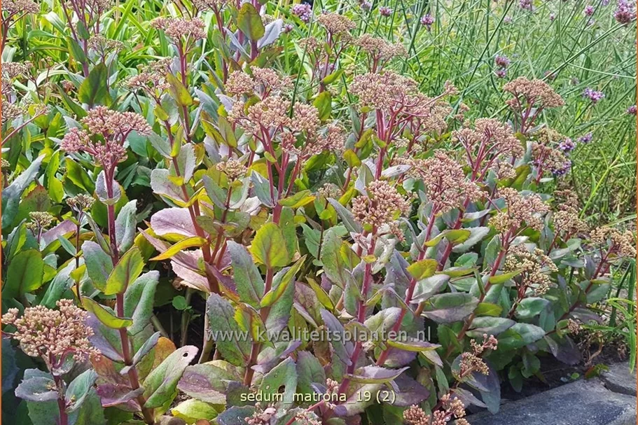 Sedum hybridum 'Matrona'