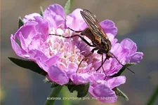 Scabiosa columbaria 'Pink Mist'