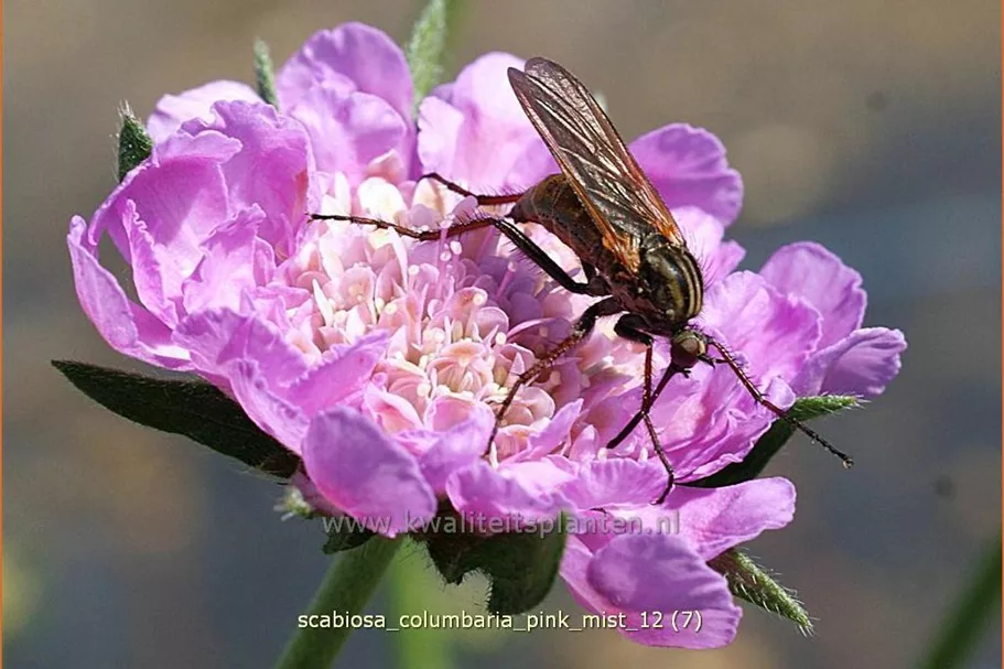 Scabiosa columbaria 'Pink Mist'