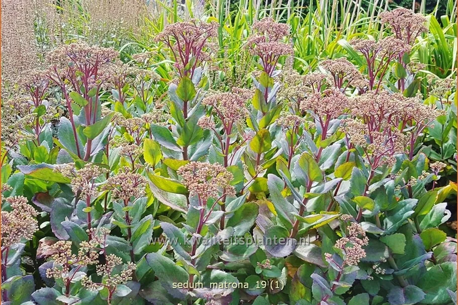 Sedum hybridum 'Matrona'