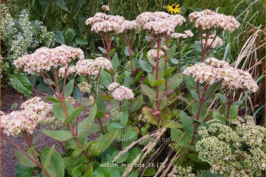 Sedum hybridum 'Matrona'