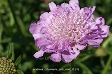 Scabiosa columbaria 'Pink Mist'