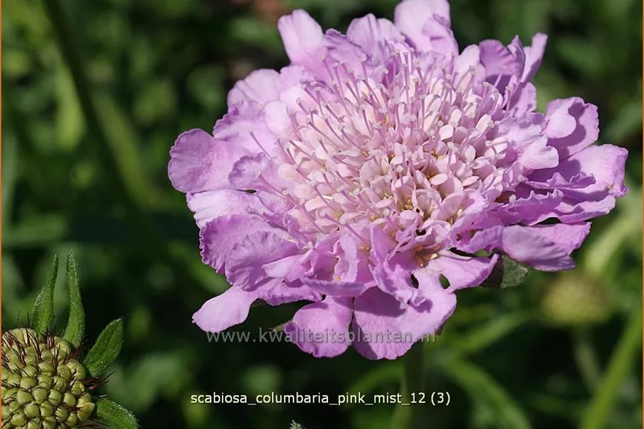 Scabiosa columbaria 'Pink Mist'