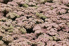 Sedum hybridum 'Matrona'