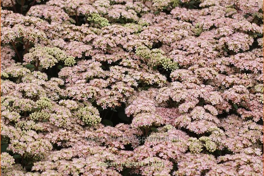Sedum hybridum 'Matrona'