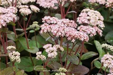 Sedum hybridum 'Matrona'