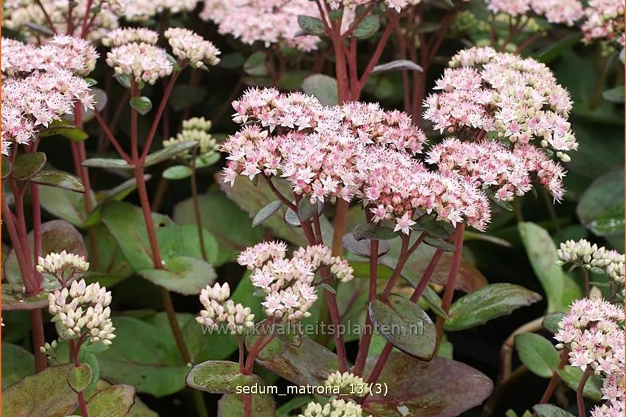Sedum hybridum 'Matrona'